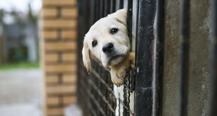 The Best Ways to Help Your Local Animal Shelter FizzionClean