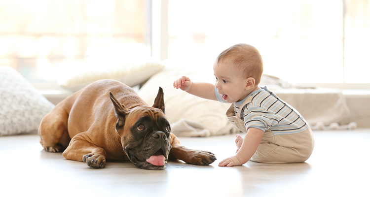 The Perfect Guide for First-Time Pet Paw-rents:  How to Take Care of Your New Puppy