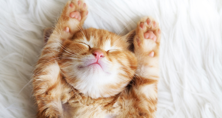 Cleaning Must-Haves for a Pet-Friendly Home