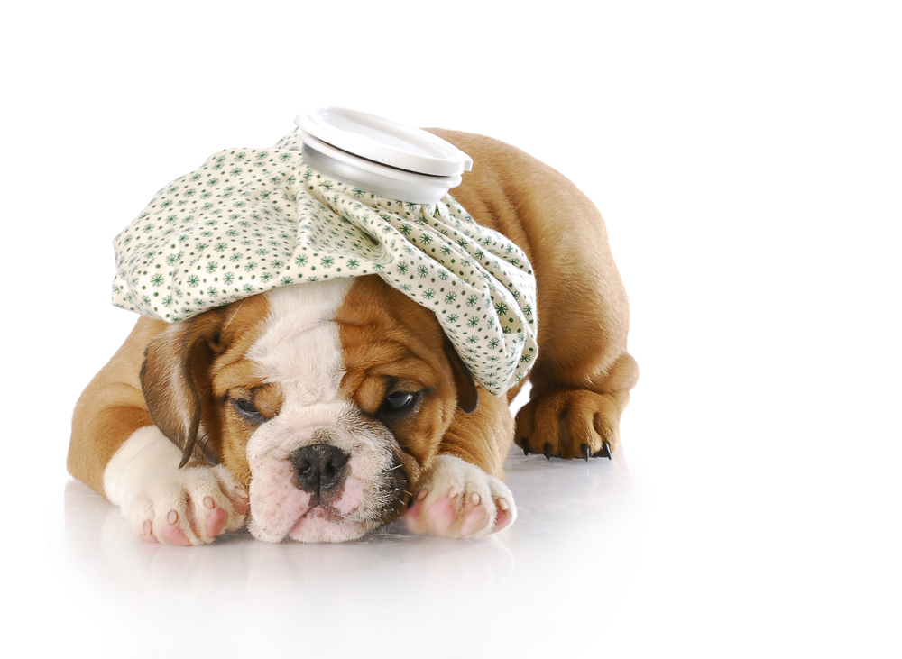 Five Quick Tips to Help Your Pup Avoid the Flu