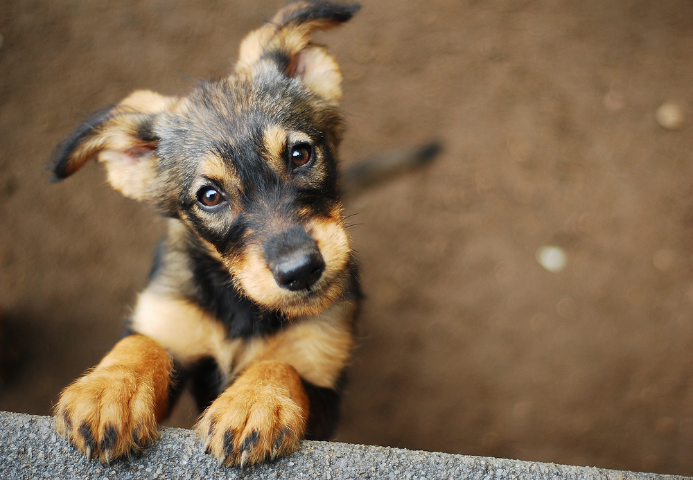 Hundreds of Dogs Lost their Homes in Puerto Rico: Here’s how to Help