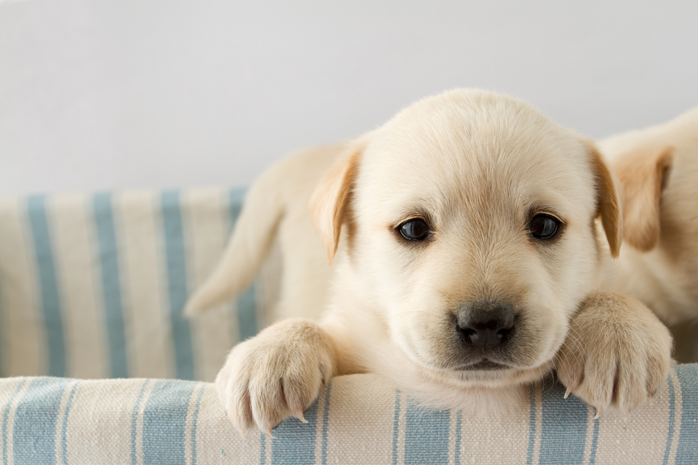 Essential Products For Every Pet Parent: Top Products Pet Parents Can’t Live Without