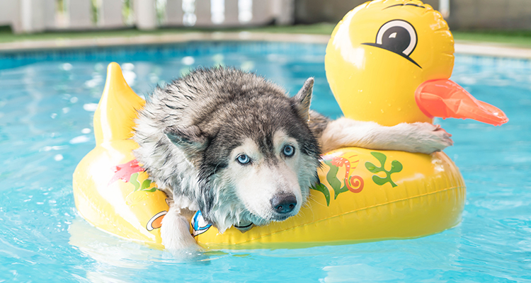 Ways to Keep Your Pet Cool This Summer - FizzonClean