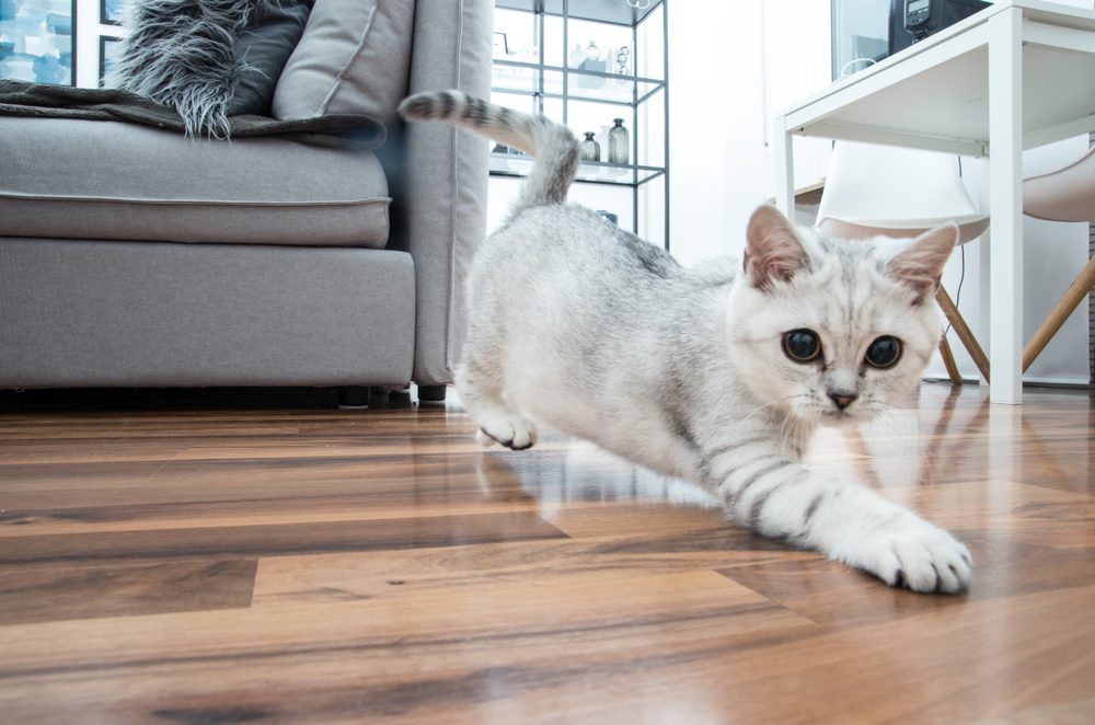 September is Happy Healthy Cat Month_ Tips for Keeping Your Cat Healthy