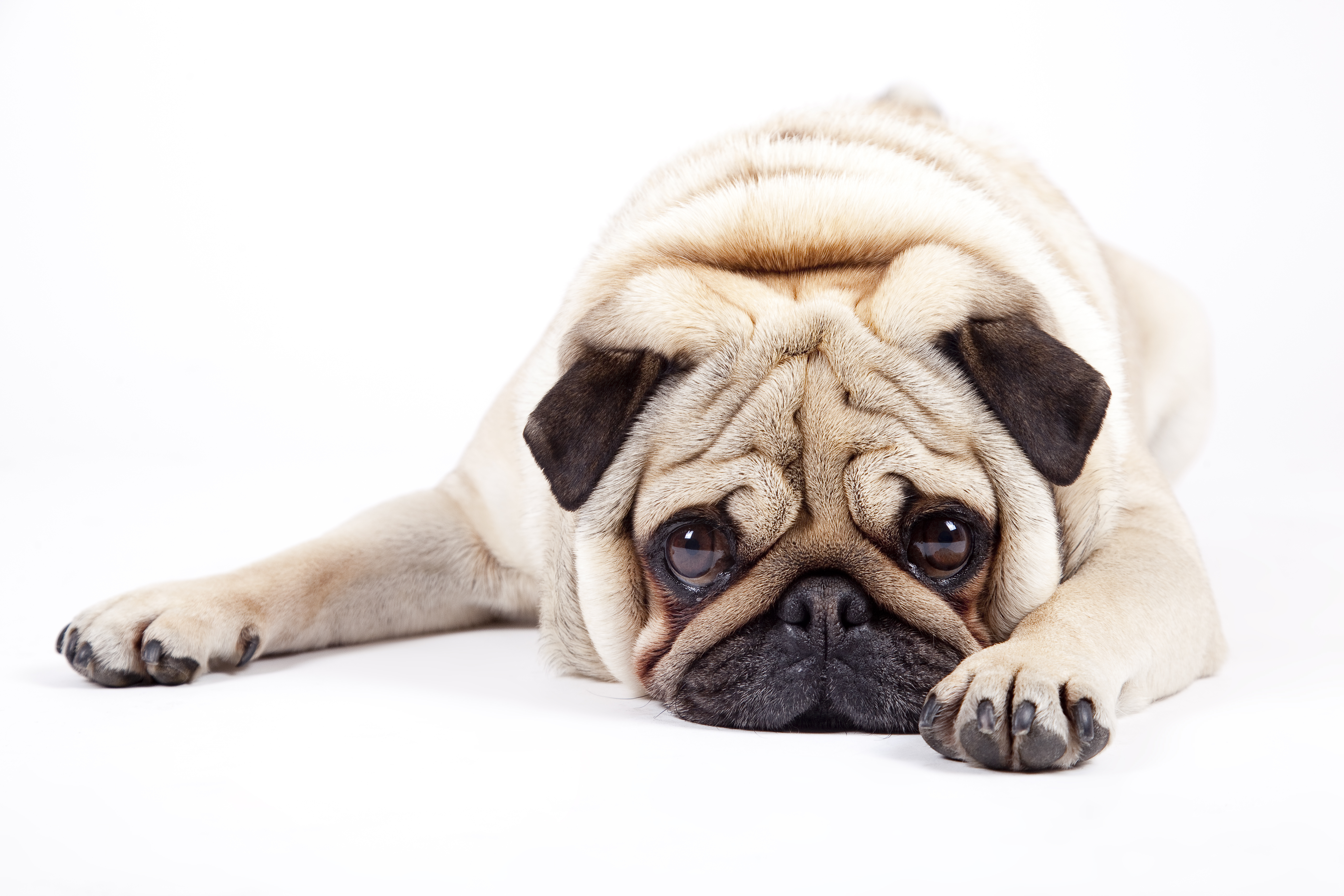 Household Hazards for Dogs: Beware of These Potentially Poisonous Things in Your Home