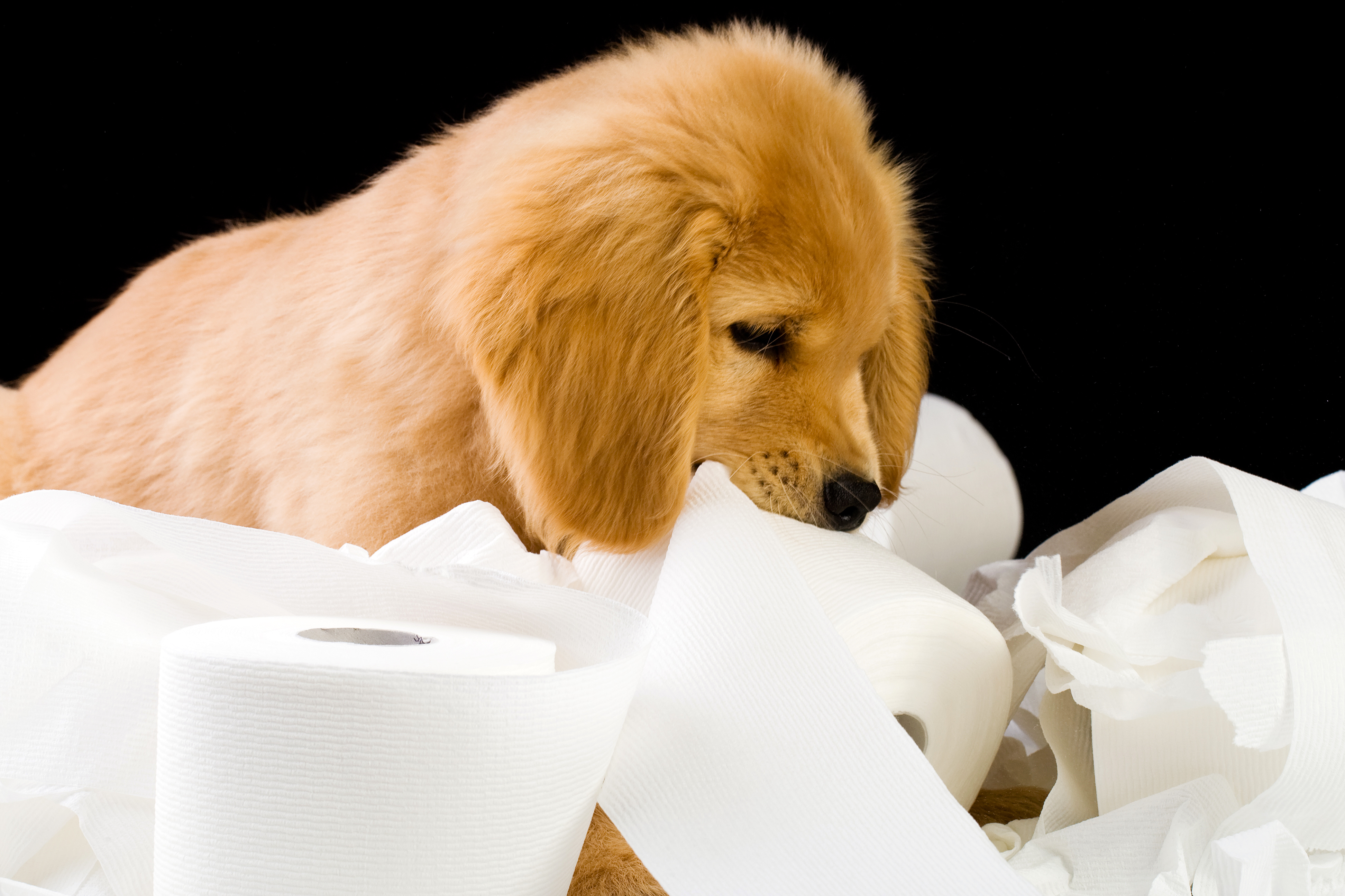 How to Potty Train a Puppy: A Comprehensive Guide for Pet Parents