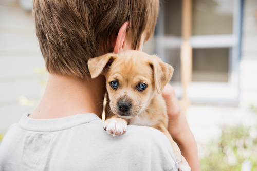 October is Adopt-a-Dog Month: How To Tell If You’re Ready For Dog Ownership