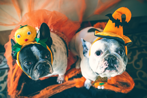 How To Have A Safe Halloween With Your Pet