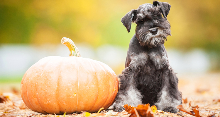How to Enjoy A Safe Thanksgiving Dinner With Your Pets