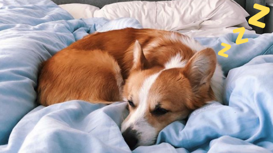 National Napping Day: 10 Adorable Dogs Who Took Napping To The Next Level