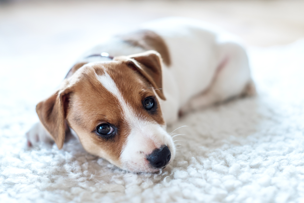 Mistakes New Dog Owners Make