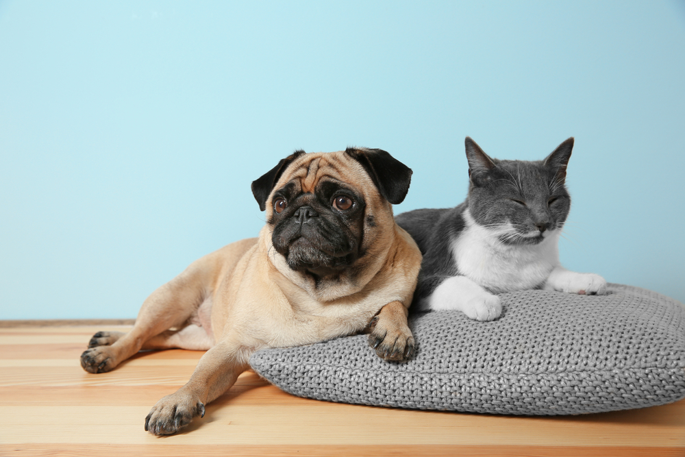 Things Your Pet Could Be Allergic To