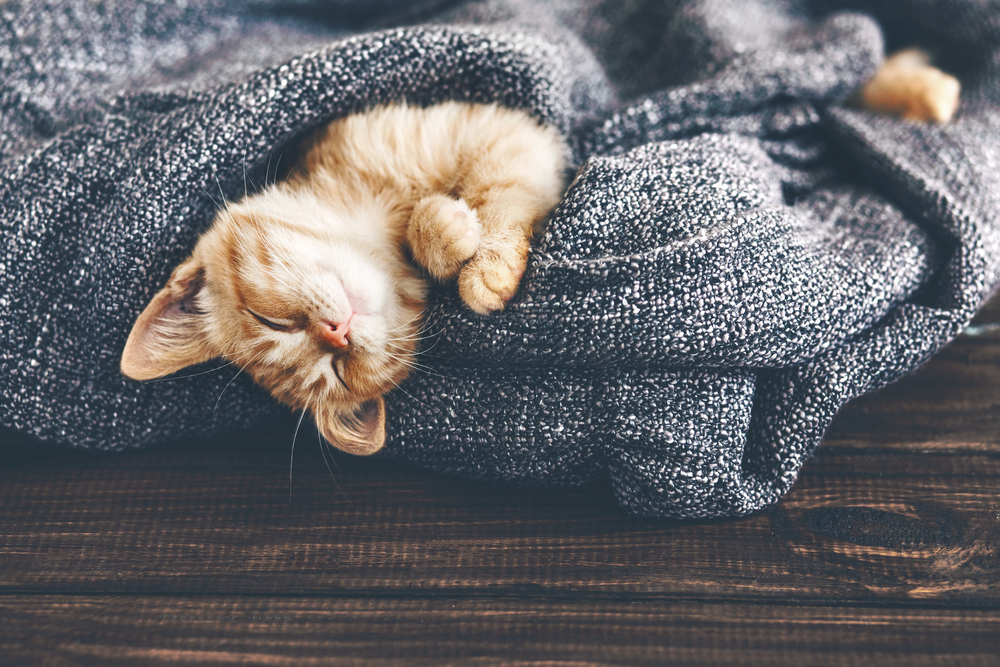June Is Adopt-A-Shelter-Cat Month. What Can I Do?