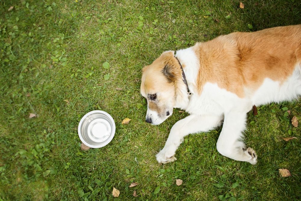 How to Tell if It’s Too Hot Outside for Your Pet