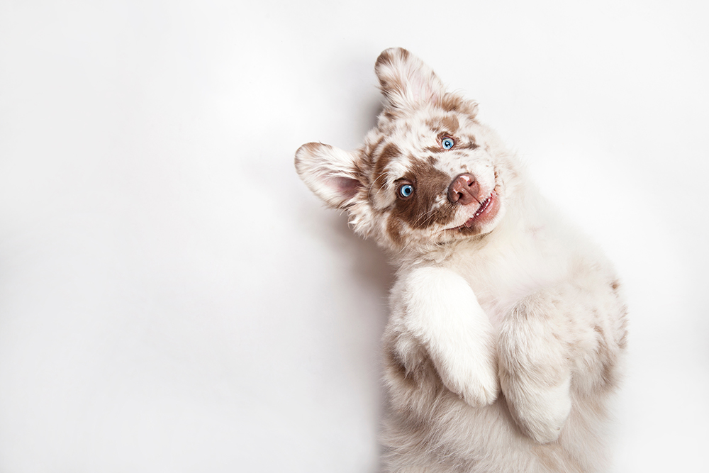 Paw-some Ways to Celebrate National Dog Day