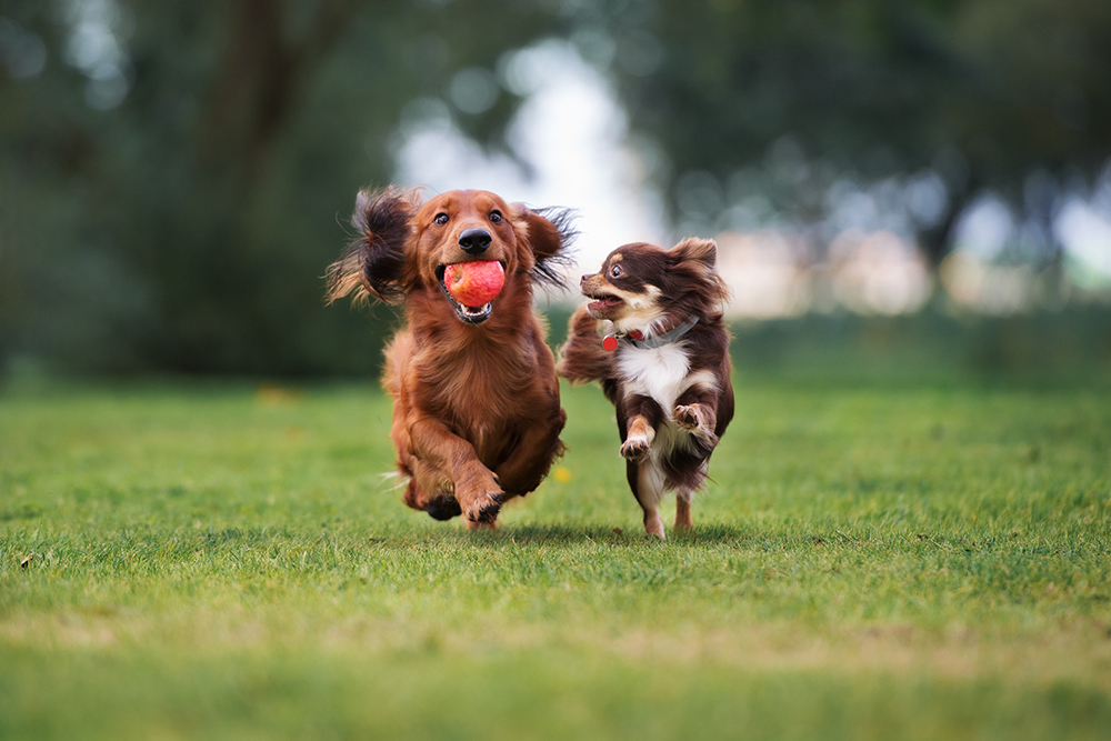 National Immunization Awareness Month : Vaccines For Your Pets