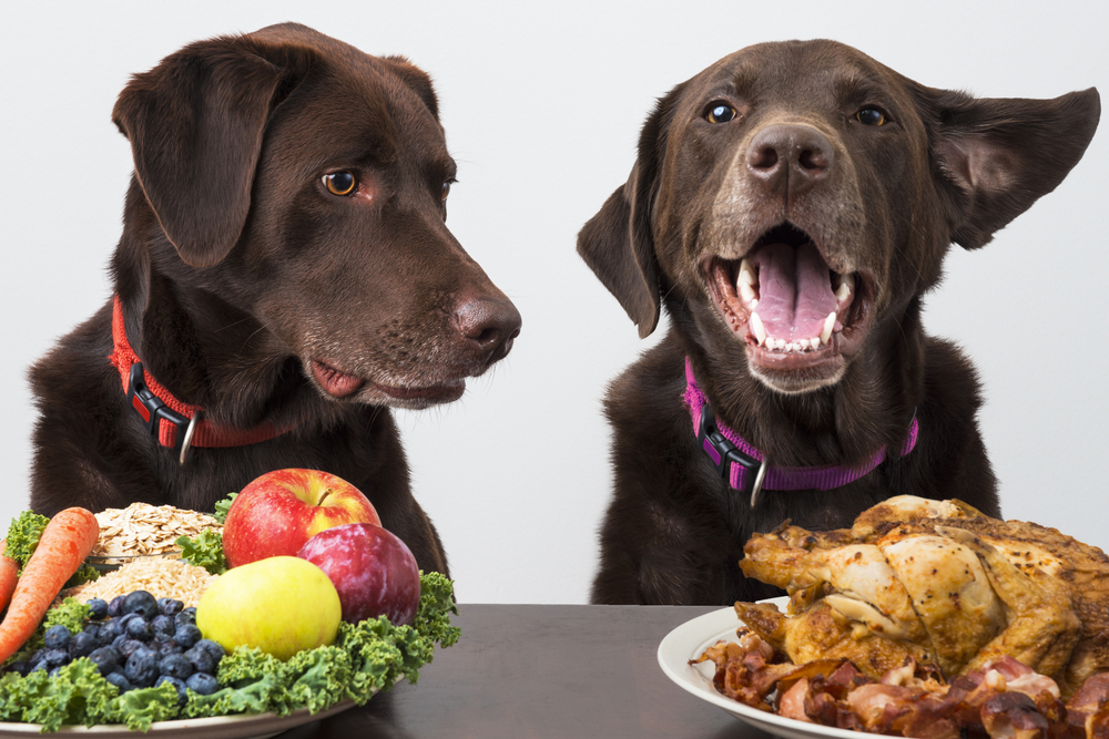Food to Avoid in your Dog’s Diet