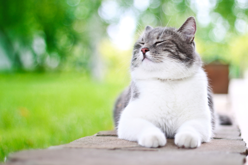 Helpful Tips for Keeping your Cat Healthy