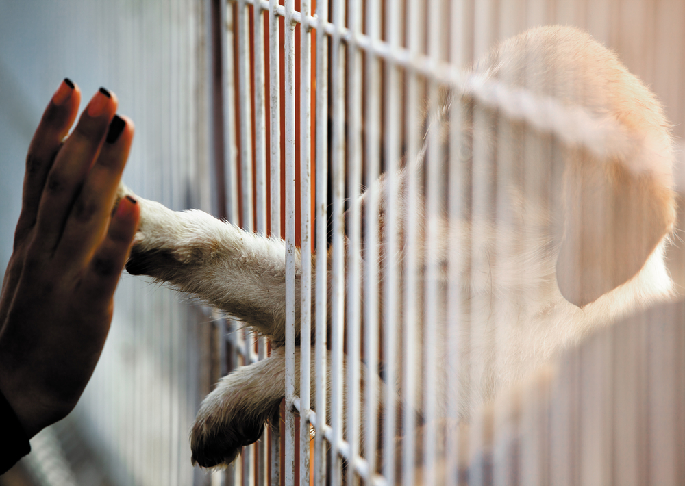 Adopt-a-Dog Month: The Top 10 Most Popular Dog Breeds!