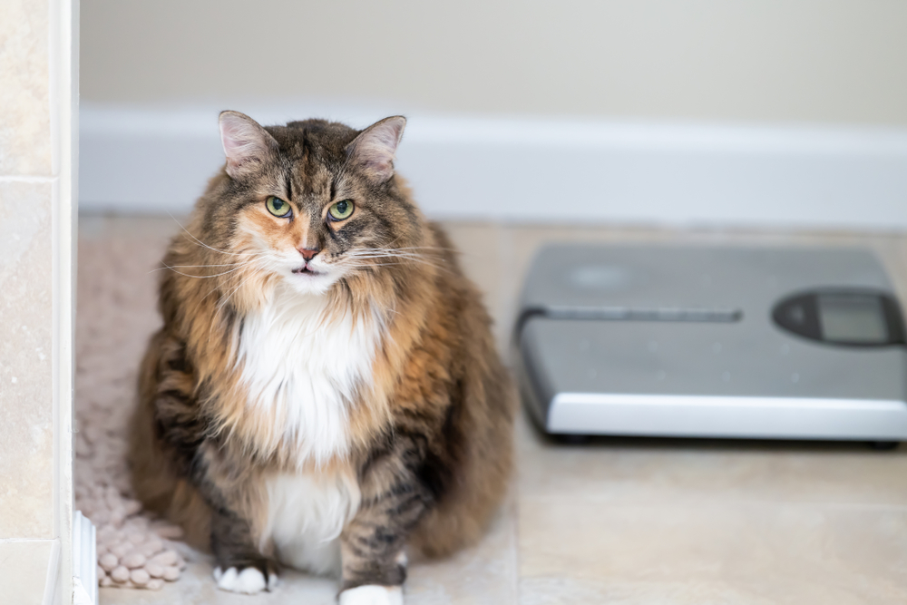 National Pet Obesity Awareness Day: How to Tell if Your Pet Is Overweight