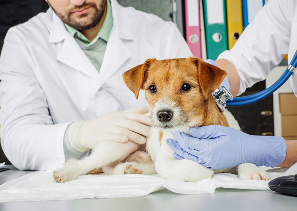 NATIONAL PET CANCER AWARENESS MONTH: THINGS YOU SHOULD KNOW ABOUT CANCER IN PETS