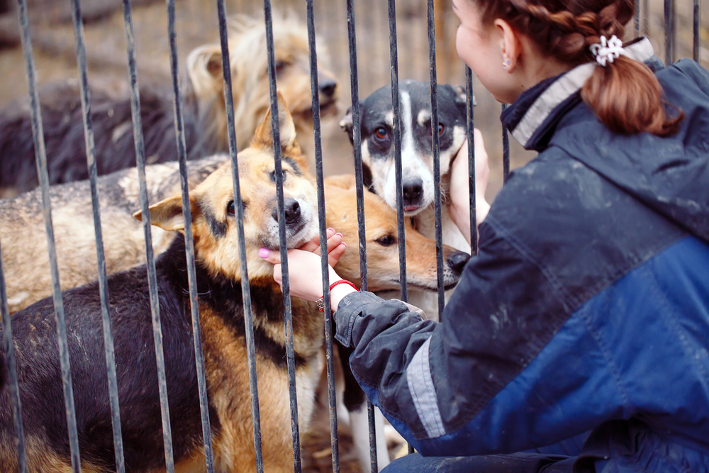 NATIONAL ANIMAL SHELTER APPRECIATION WEEK: HOW TO VOLUNTEER AT YOUR LOCAL ANIMAL SHELTER