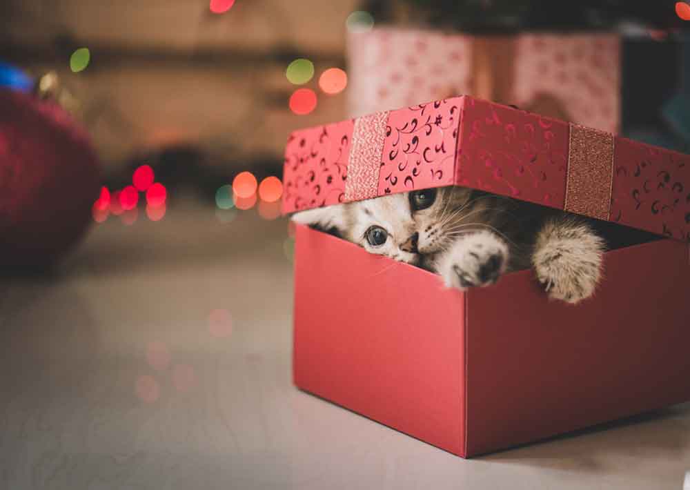 5 Reasons Never To Give a Puppy or Kitten as a Christmas Gift