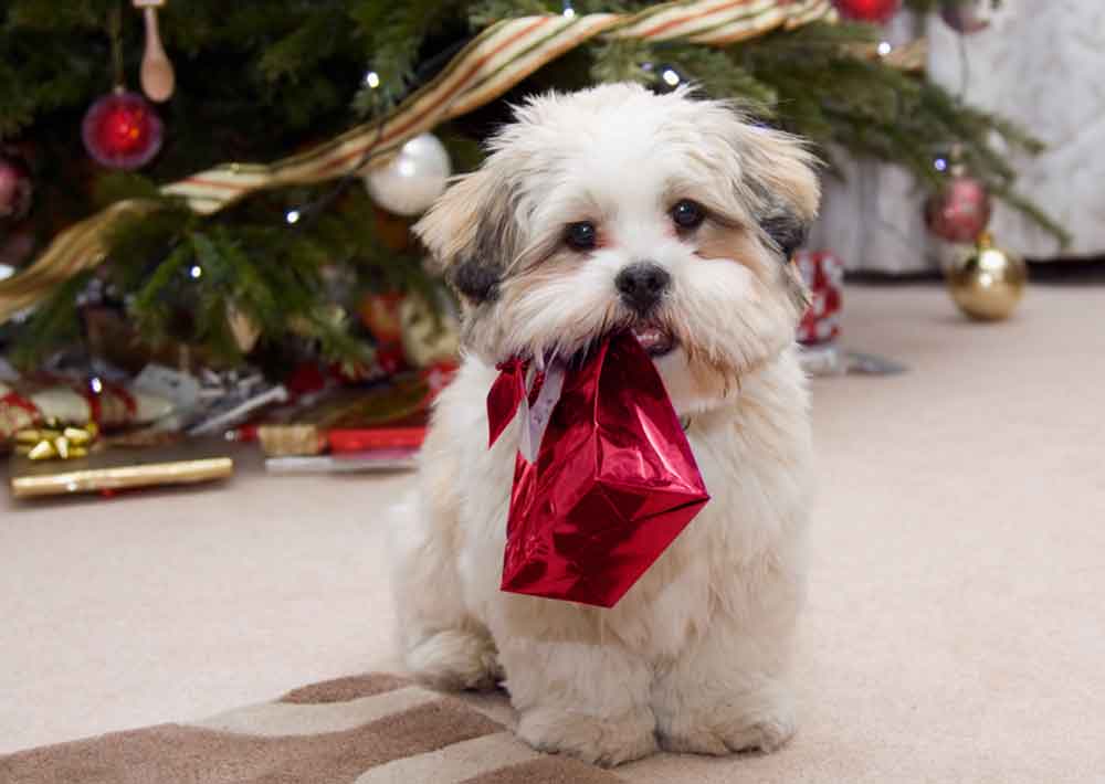 Paw-some Holiday Gift Ideas for Your Pet!