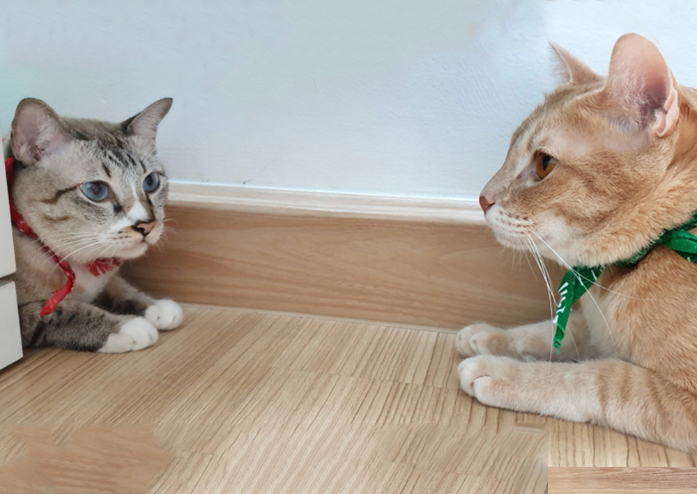 How To Introduce A New Cat To Your Current Cat - Cat Lovster
