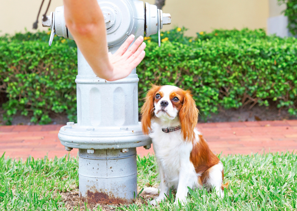 Potty Training 101: How to Get Your Dog to Go in One Spot