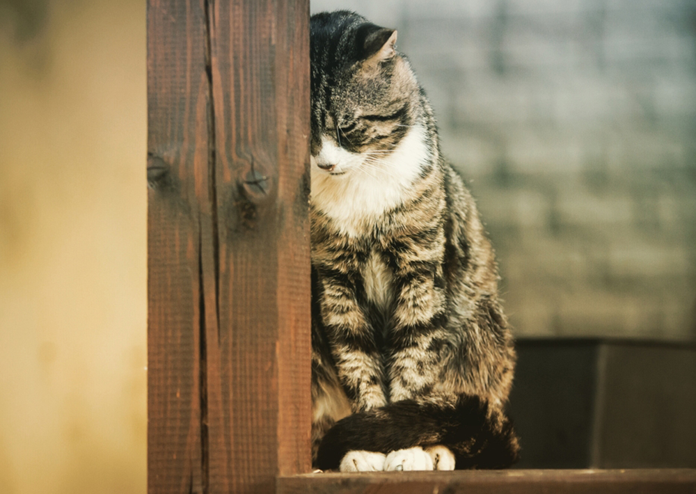 Why Your Cat May Be Stressed