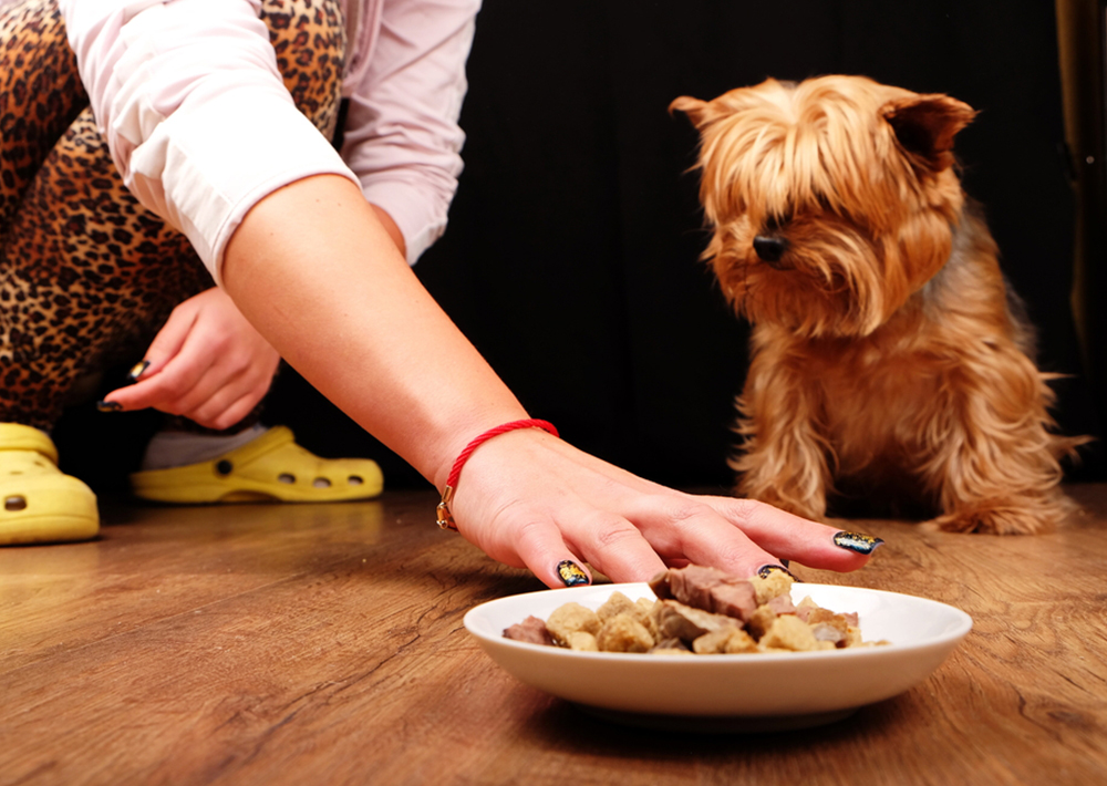 What to Do When Your Dog Won't Eat - Fizzion Clean