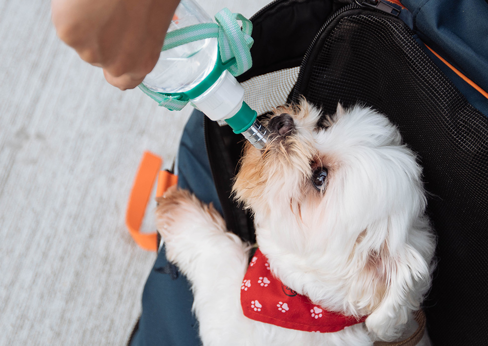 Useful Tips to Keep Your Pet Hydrated | Fizzion Clean